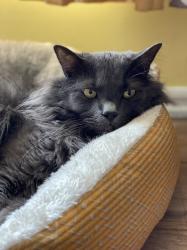 Lost Male Cat last seen Lodestone park, Kearns, UT 84118