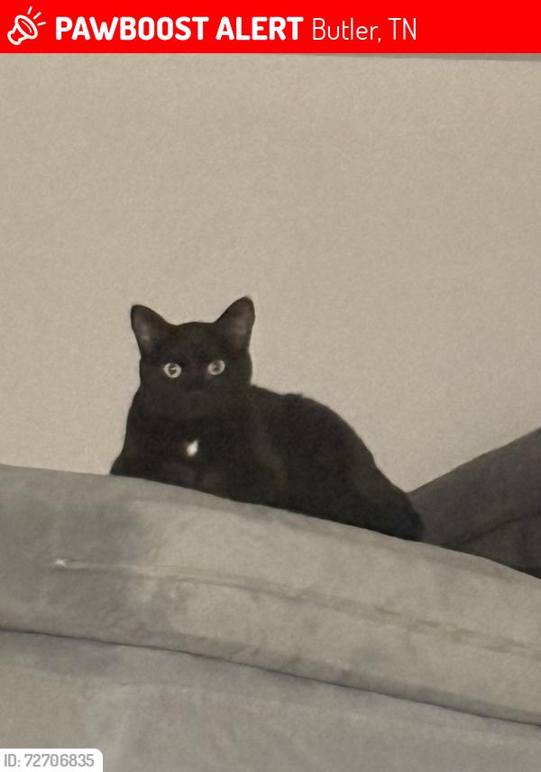 Lost Female Cat last seen Near Highway 67 W, Butler,  TN 37640, Butler, TN 37640