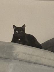 Lost Female Cat last seen Near Highway 67 W, Butler,  TN 37640, Butler, TN 37640