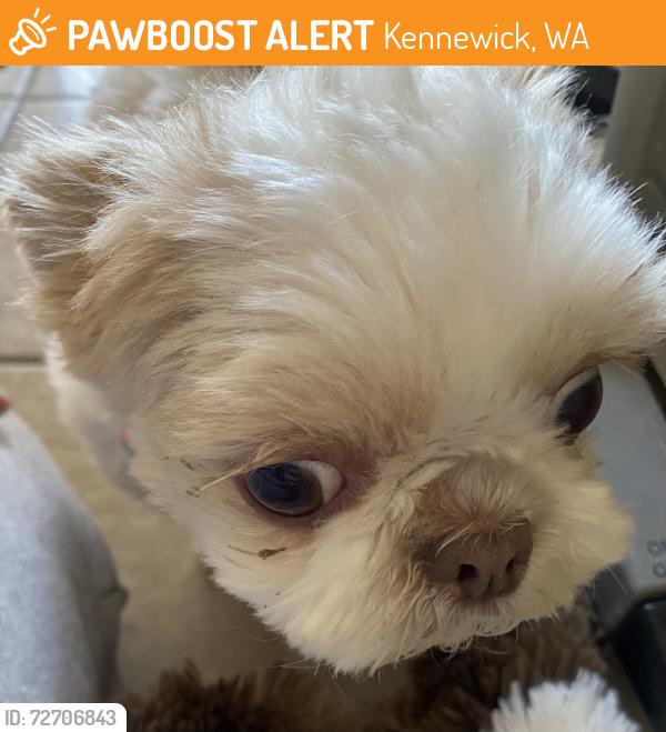 Found/Stray Female Dog last seen The Ridge, Kennewick, WA 99336