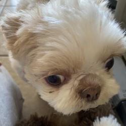 Found/Stray Female Dog last seen The Ridge, Kennewick, WA 99336