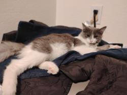 Lost Female Cat last seen cesar chavez and 26 st, San Francisco, CA 94110
