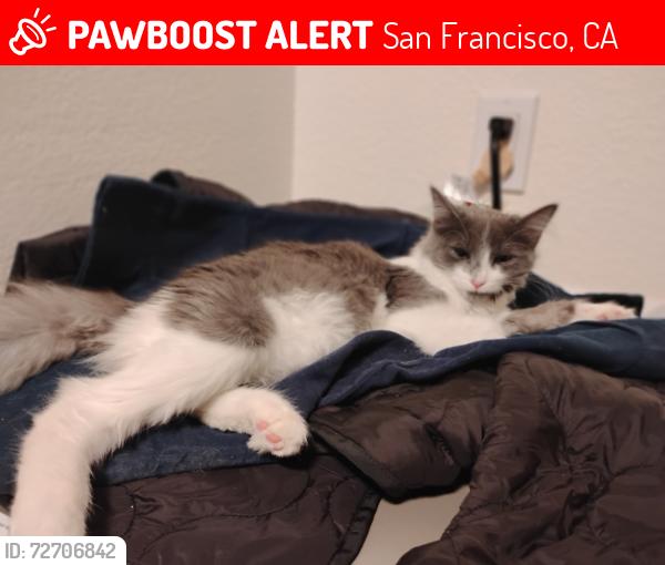 Lost Female Cat last seen cesar chavez and 26 st, San Francisco, CA 94110