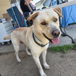 Found/Stray Male Dog last seen 4th St & Bonito 954 E 4th St, Long Beach, CA 90802, Long Beach, CA 90802