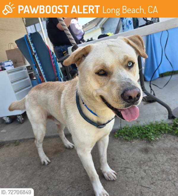 Found/Stray Male Dog last seen 4th St & Bonito 954 E 4th St, Long Beach, CA 90802, Long Beach, CA 90802