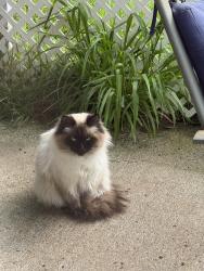 Found/Stray Unknown Cat last seen NW 44th Ave & NW 131st St, Felida, WA 98685