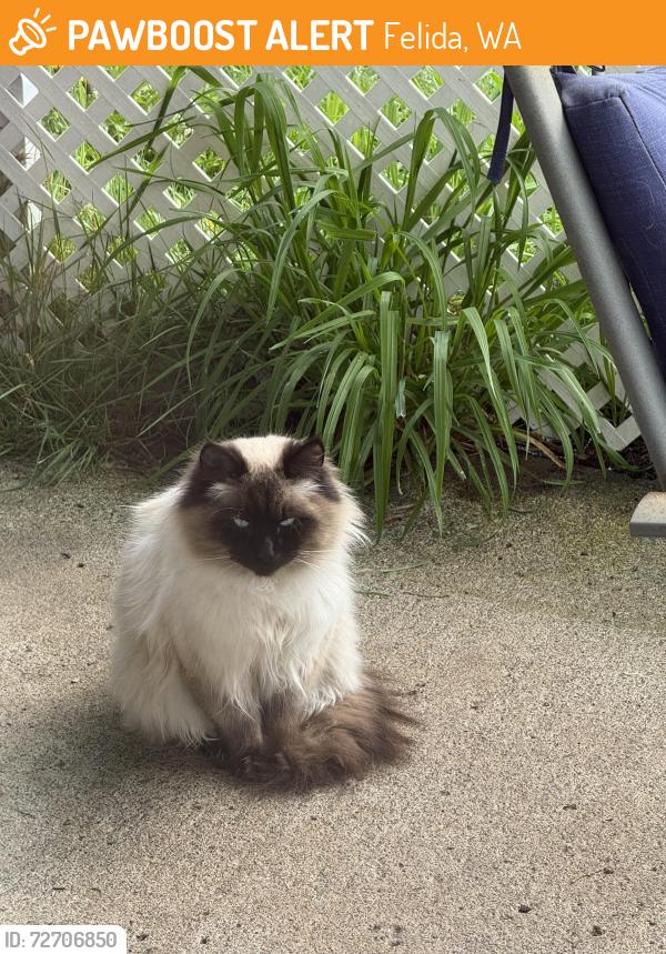 Found/Stray Unknown Cat last seen NW 44th Ave & NW 131st St, Felida, WA 98685