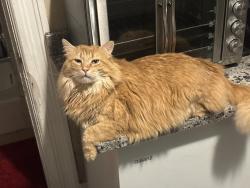 Lost Male Cat last seen Central high school, Manchester, NH 03104