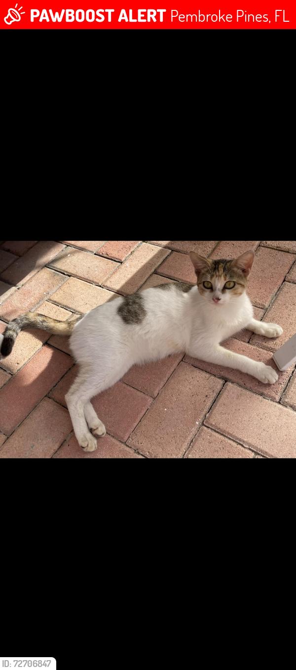 Lost Female Cat last seen NW 7th Street & NW 77th Way, Hollywood, FL 33024
