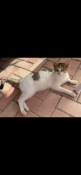 Lost Female Cat last seen NW 7th Street & NW 77th Way, Hollywood, FL 33024