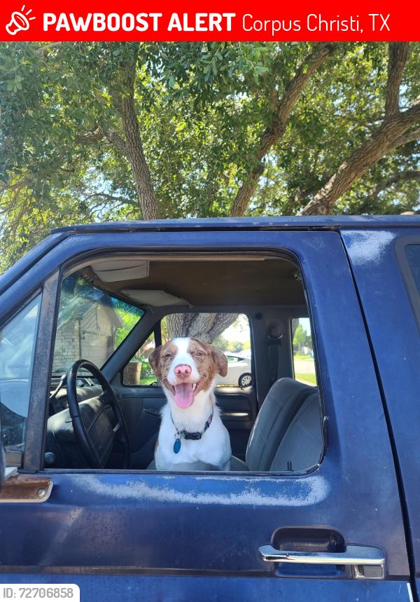 Lost Female Dog last seen Staples and timbergate near crunch , Corpus Christi, TX 78413