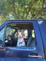 Lost Female Dog last seen Staples and timbergate near crunch , Corpus Christi, TX 78413