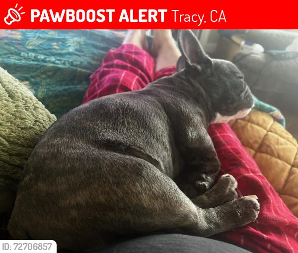 Lost Male Dog last seen Linnie rd tracy ca, Tracy, CA 95304