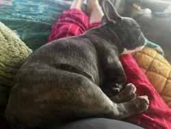 Lost Male Dog last seen Linnie rd tracy ca, Tracy, CA 95304