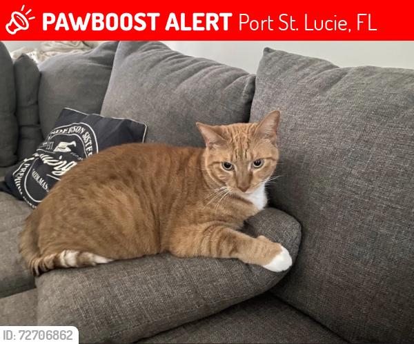 Lost Male Cat last seen Near SE Cownie Street, Port St. Lucie, FL 34983