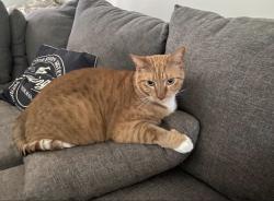 Lost Male Cat last seen Near SE Cownie Street, Port St. Lucie, FL 34983