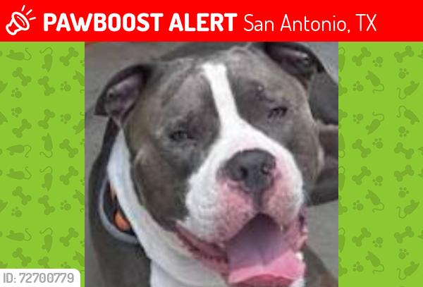 Lost Male Dog last seen Vance Jackson /West Avenue, San Antonio, TX 78201