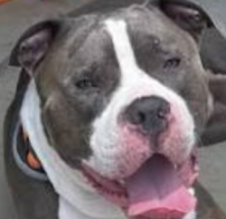 Lost Male Dog last seen Vance Jackson /West Avenue, San Antonio, TX 78201