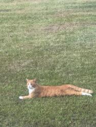 Lost Male Cat last seen Austin Sumbry Park, Phenix City, AL 36869
