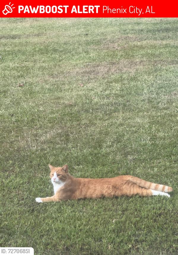 Lost Male Cat last seen Austin Sumbry Park, Phenix City, AL 36869