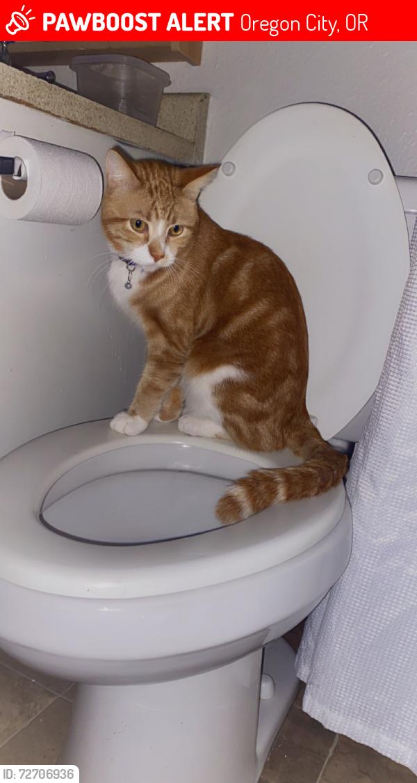 Lost Male Cat last seen Wendy’s, Oregon City, OR 97045