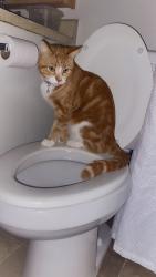 Lost Male Cat last seen Wendy’s, Oregon City, OR 97045
