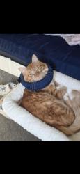 Lost Male Cat last seen Tapatia, Columbus, OH 43228