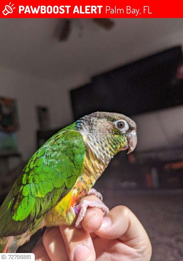 Lost Female Bird last seen Whaling Ave SE, Palm Bay, FL 32909