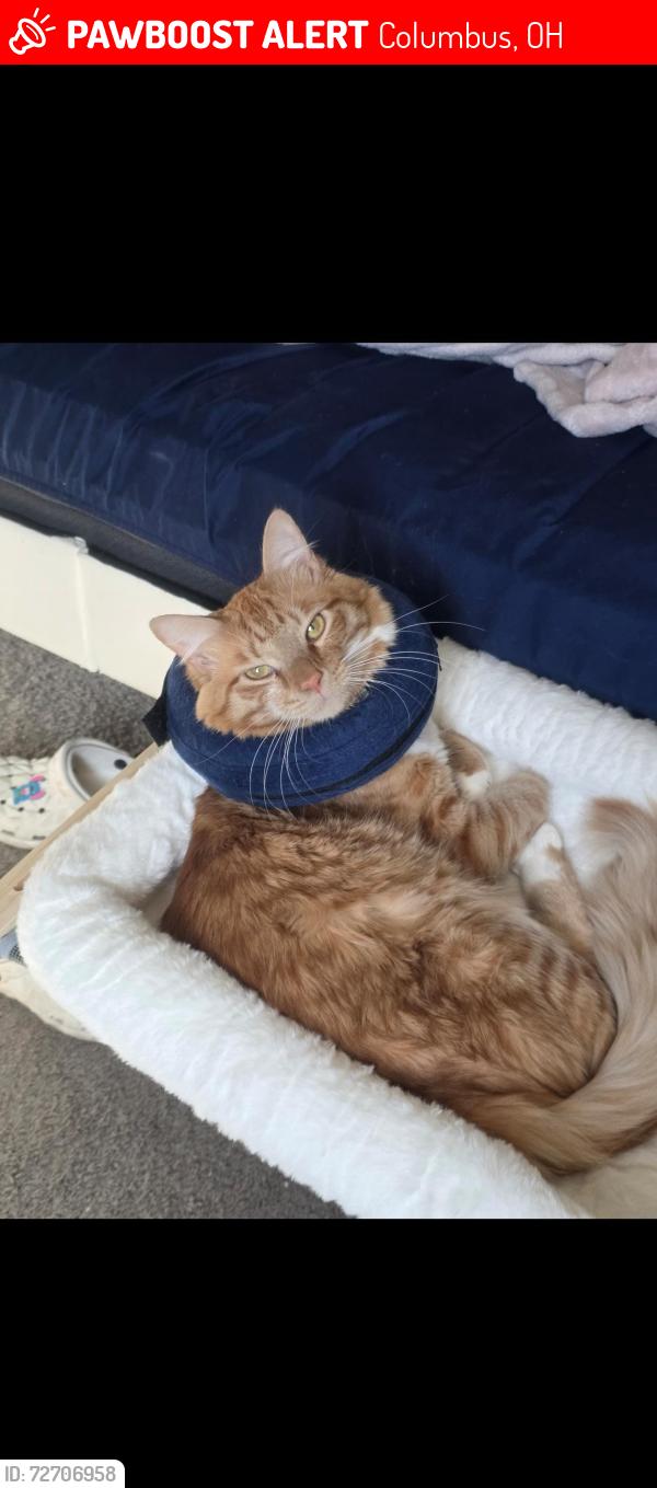 Lost Male Cat last seen Tapatia, Columbus, OH 43228