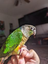 Lost Female Bird last seen Whaling Ave SE, Palm Bay, FL 32909