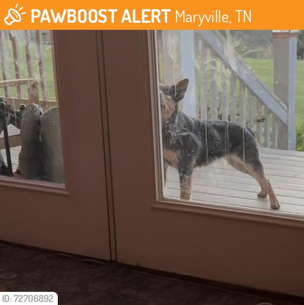 Found/Stray Unknown Dog last seen John Helton Rd, Maryville, TN 37804