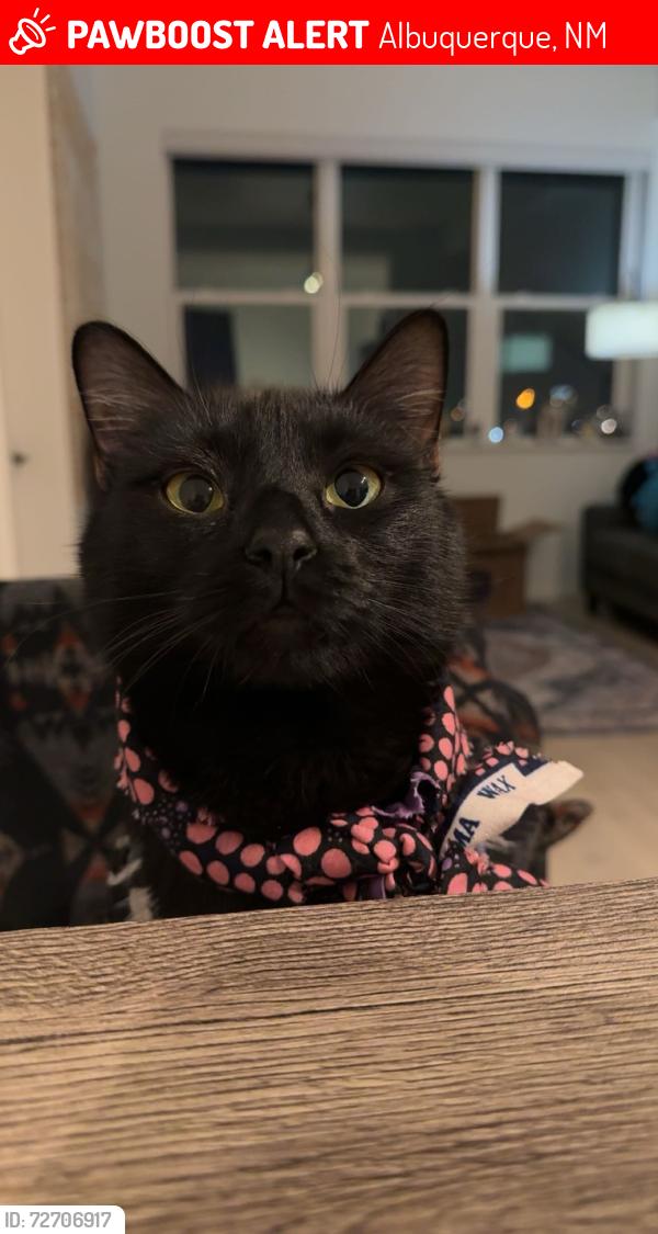 Lost Male Cat last seen Last seen in ests at La Cuentista neighborhood between Seuss Way and Rosa Parks street major cross roads are paseo and under , Albuquerque, NM 87120