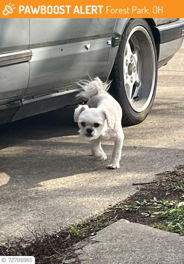 Found/Stray Male Dog last seen Lemontree Drive, Nourborn, Forest Park, OH 45240