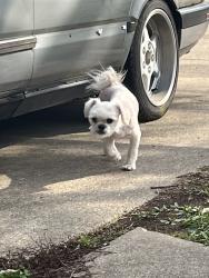 Found/Stray Male Dog last seen Lemontree Drive, Nourborn, Forest Park, OH 45240