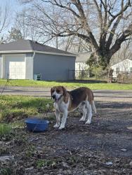 Found/Stray Male Dog last seen E 19th St, Indianapolis, IN 46218