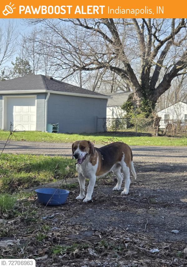 Found/Stray Male Dog last seen E 19th St, Indianapolis, IN 46218