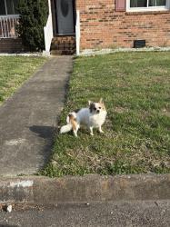Found/Stray Unknown Dog last seen Longleaf Rd & Longleaf Ct, Virginia Beach, VA 23454