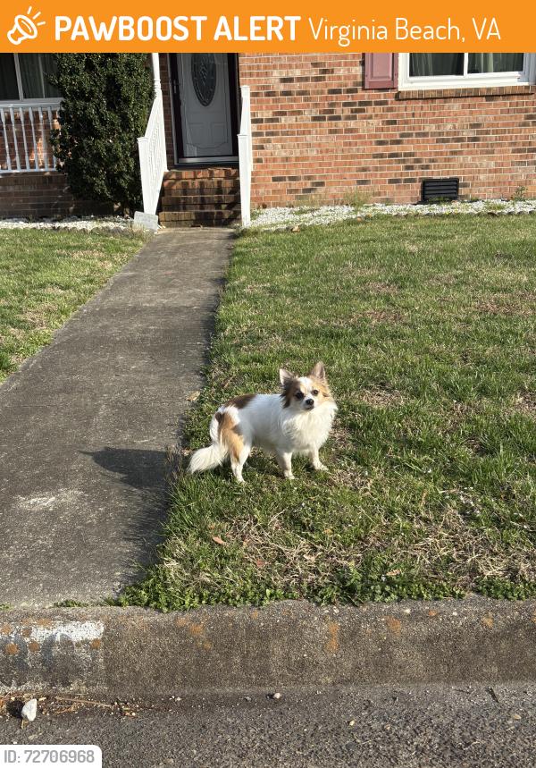 Found/Stray Unknown Dog last seen Longleaf Rd & Longleaf Ct, Virginia Beach, VA 23454