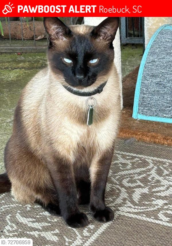 Lost Male Cat last seen Mcabee rd./ Wingo rd., Roebuck, SC 29376