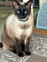 Lost Male Cat last seen Mcabee rd./ Wingo rd., Roebuck, SC 29376