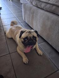 Found/Stray Male Dog last seen Casa Grande, Moreno Valley, CA 92551