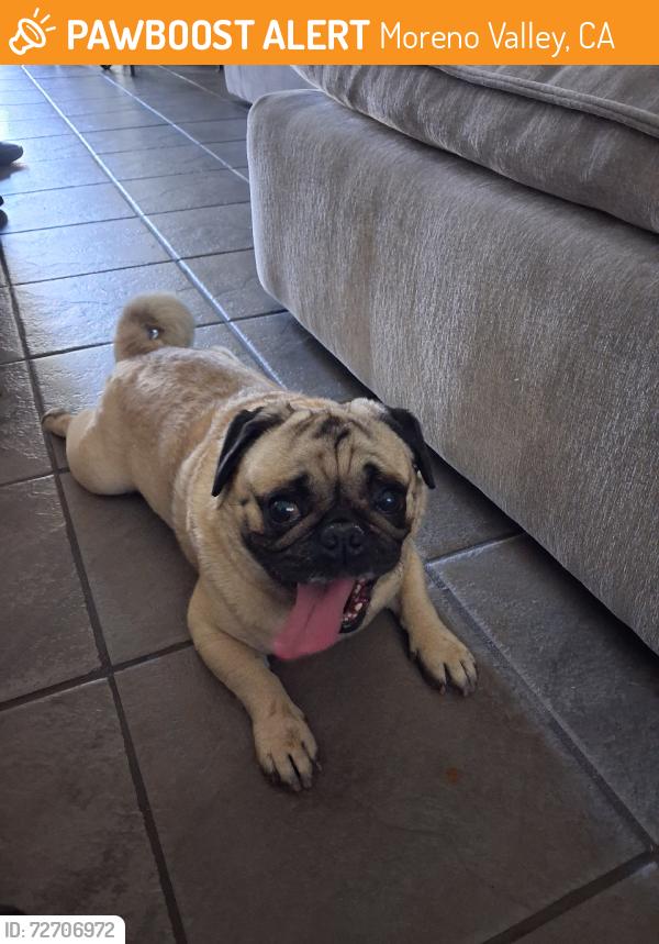 Found/Stray Male Dog last seen Casa Grande, Moreno Valley, CA 92551