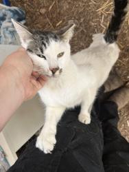 Lost Male Cat last seen Near Los Reales Landfill, Tucson, AZ 85756