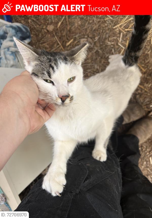 Lost Male Cat last seen Near Los Reales Landfill, Tucson, AZ 85756