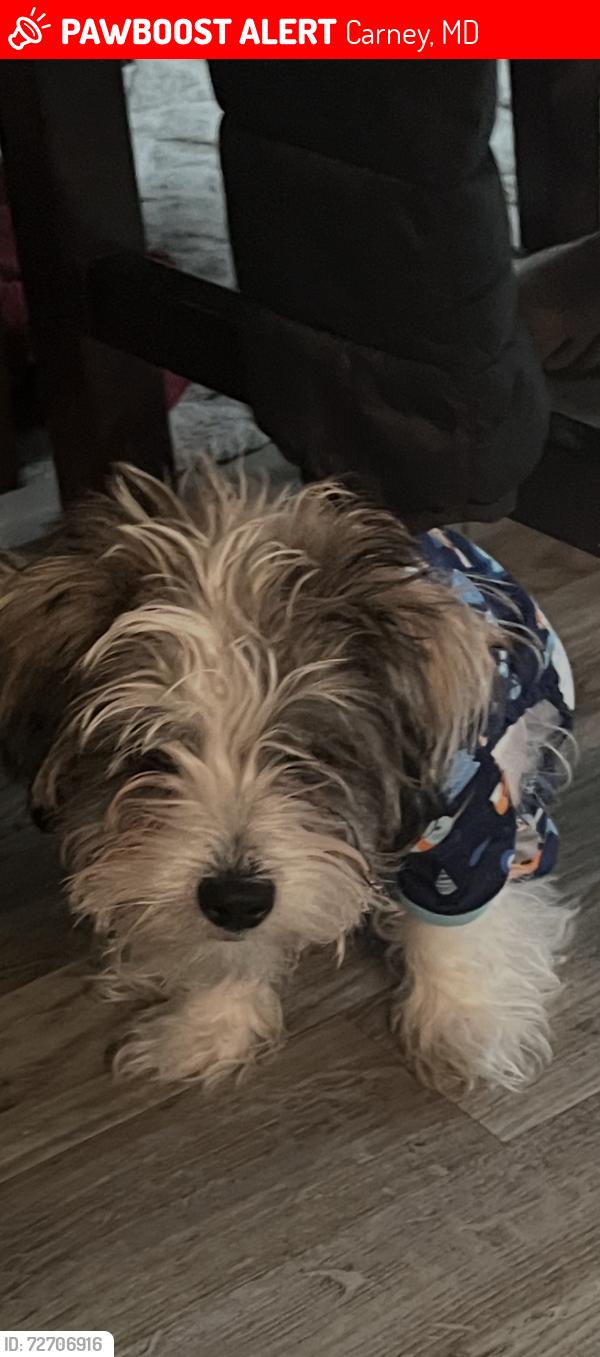 Lost Male Dog last seen East met drive, Carney, MD 21236