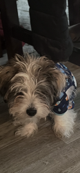 Lost Male Dog last seen East met drive, Carney, MD 21236