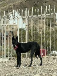 Found/Stray Unknown Dog last seen At the north end of baro canyon roaming and staying cool in desert area, Sunrise Manor, NV 89156