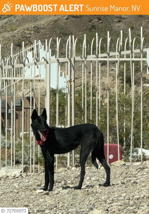 Found/Stray Unknown Dog last seen At the north end of baro canyon roaming and staying cool in desert area, Sunrise Manor, NV 89156
