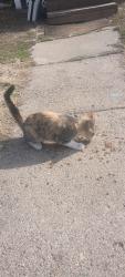 Found/Stray Female Cat last seen 21st and Des moines, Des Moines, IA 50309