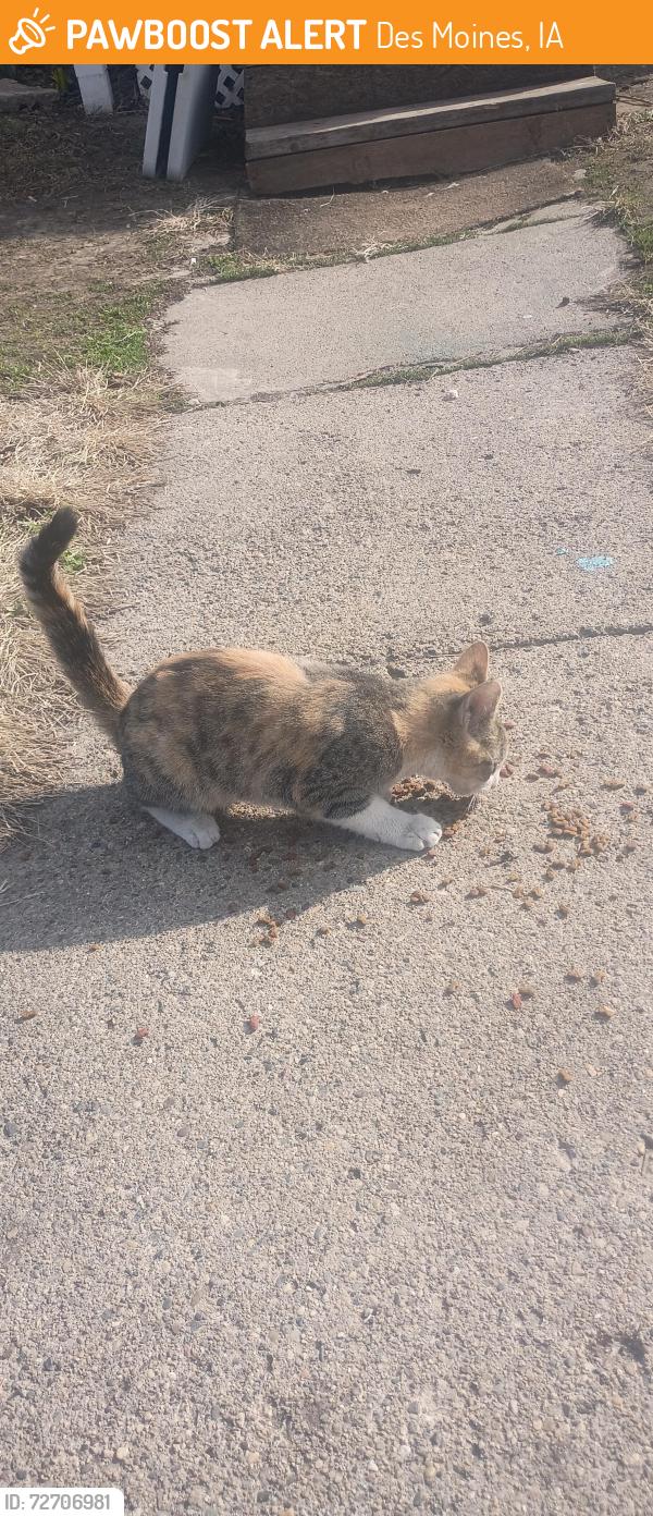 Found/Stray Female Cat last seen 21st and Des moines, Des Moines, IA 50309